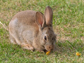 Wild baby rabbit in the grass, in sunlit, dreamy natural environment. Cute fluffy rabbit on green grass outdoors.