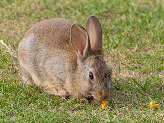 Wild baby rabbit in the grass, in sunlit, dreamy natural environment. Cute fluffy rabbit on green grass outdoors.
