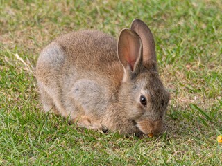 Wild baby rabbit in the grass, in sunlit, dreamy natural environment. Cute fluffy rabbit on green grass outdoors.