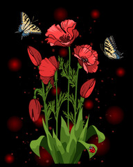 Illustration with poppies and butterflies.Vector illustration with red poppies and bright butterflies on a black background.