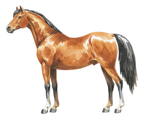 Watercolor chestnut horse standing on transparent background.