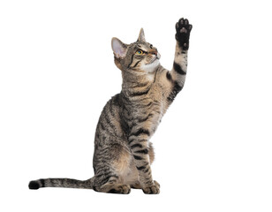 Happy Cat Standing on Hind Legs with Front Paw Extended, Front View, isolated