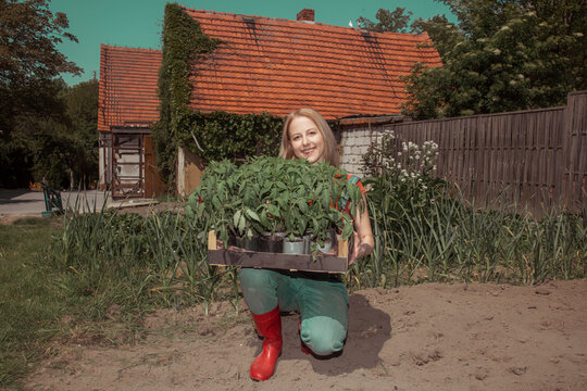 A person in denim overalls holding a box of tomato seedlings in a vegetable garden