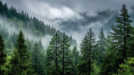 Fototapeta premium A misty, dense forest of evergreen trees stretches toward fog-covered mountains under a moody, overcast sky.