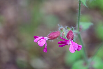 Two delicate pink flowers have opened, showcasing their exquisite beauty against a blurred natural...