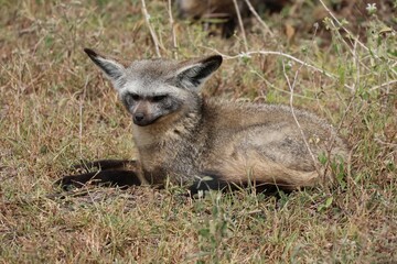 A beautiful Bat-eared fox in Ndutu