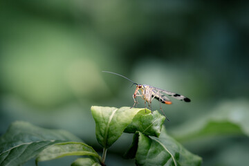 Nahaufnahme einer Skorpionsfliege auf einem grünen Blatt mit unscharfem Hintergrund