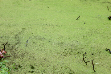 A duckweed-covered swamp forms a vibrant green carpet, blanketing the water's surface. Thin...