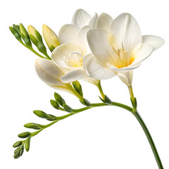 freesia