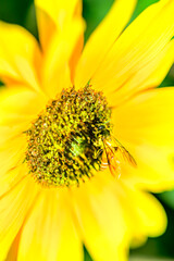 Animal Series : A bee on a yellow sunflower. Yellow flower in full bloom. An insect is sucking nectar on a flower. Macro shot of small details in nature.