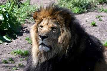 Lion (Panthera leo) male