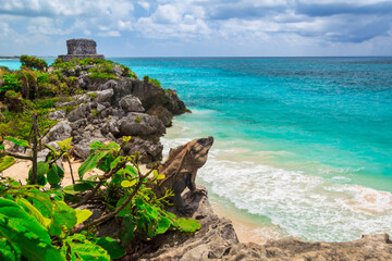 Iguana on the beautiful Tulum beach at Caribbean sea, Mexico