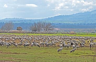 Common crane at Hula, Israel
