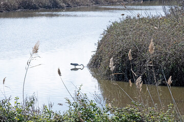 Common crane at Hula, Israel