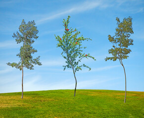 Ornamental trees in Israel at spring