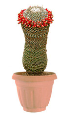 Close up of Cactus with red flowers