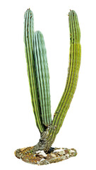 Green cactus isolated on white background