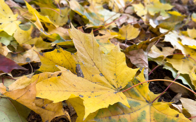 Fall season. Blurred background with autumn forest. Sunny fall backdrop with fallen leaves. Maples...