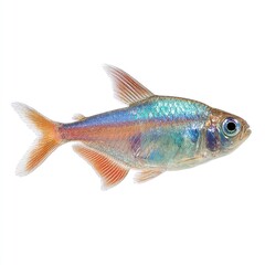 Obraz premium A Buenos aires tetra fish isolated on a white background
