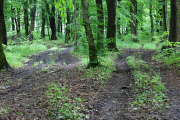A forest path forks amidst dense trees and green vegetation, creating a mysterious and picturesque...