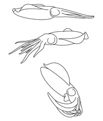 Caribbean Reef Squid