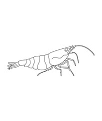 Cherry-Shrimp