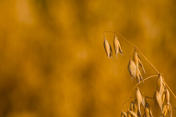 ear of oats in the evening sunlight close-up with blurred background

