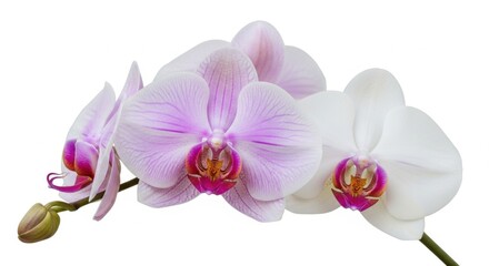 Fototapeta premium Elegant White and Pink Orchids Blooming with Delicate Petals