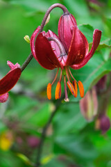 Türkenbund-Lilie (Lilium martagon)