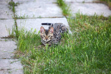 A Bengal kitten frolics in lush green grass