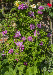 Clematis an einem Rankgitter