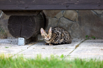Elegant Bengal Kitten Portrait with Expressive, Captivating Eyes
