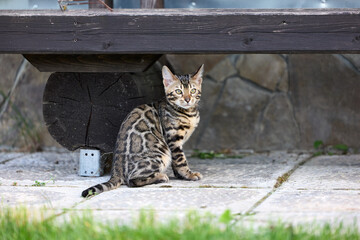 Elegant Bengal Kitten Portrait with Expressive, Captivating Eyes