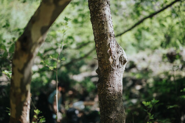 A focused view of textured tree bark illuminated by sunlight in a tranquil wooded landscape with...