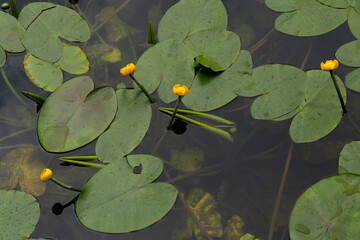 Lily pads floating over a lake surface