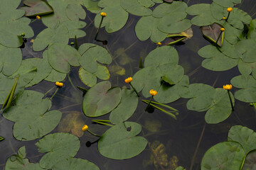 Lily pads floating over a lake surface