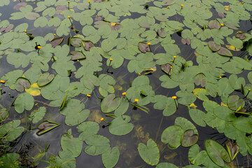 Lily pads floating over a lake surface