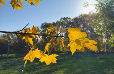 Foliage in the park. Autumn fall leaves of maple trees. Autumn fall leaves in sunlight. Natural...