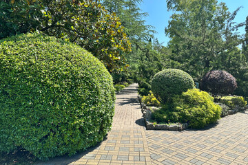 Park, city improvement, green zone. Decorative pruning of bushes.