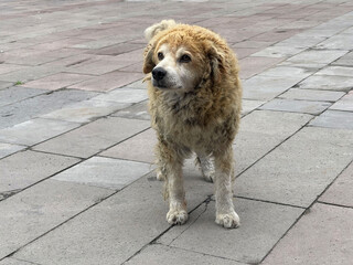 Cute beige dog standing outdoor