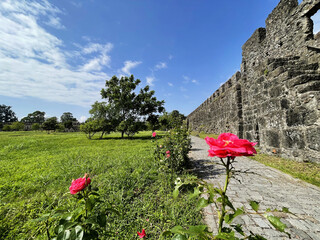 Red Rose Flower near Ancient  Roman Walls of Gonio Fortress, Adjara, Georgia