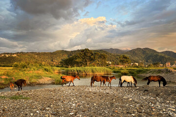 A herd of young horses on pasture