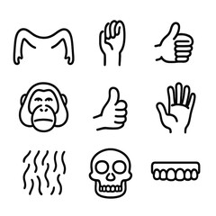 Fototapeta premium Orangutan Anatomy Icons. Outline icon set of orangutan anatomy: long arms, grasping hands, flexible wrists, facial features, thumb