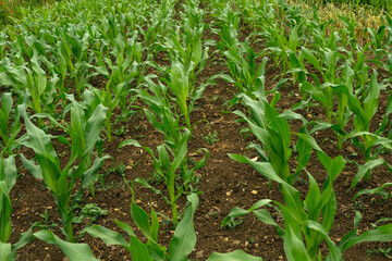 Young Cornfield Rows Growing in Fertile Soil 