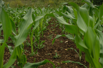 Young Cornfield Rows Growing in Fertile Soil 