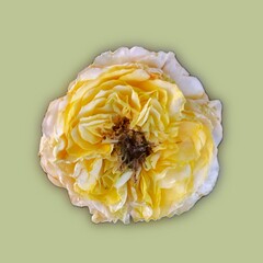 yellow chrysanthemum flower