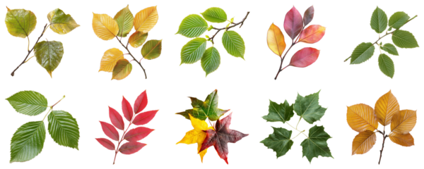 Collection of Fresh Autumn Leaves with Various Colors and Shapes on a White Background for Nature and Seasonal Themes. Large Multiple Plant and Nature Collection Set Isolated on Transparent Background