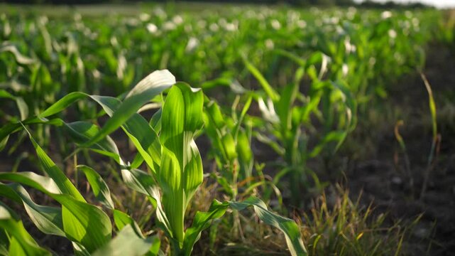 Close-up of young corn sprouts growing in a field, gently swaying in the wind. Green leaves, natural light, shallow depth of field, early growth stage.
