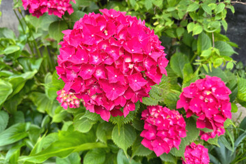 Fragment of bright pink hydrangea flowers (Hydrangea Macrophylla) with a blurred background.