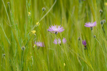 Pasiaje floral de primavera